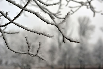 Closeup of branches with hoar frost.