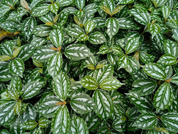 Full frame shot of green leaves