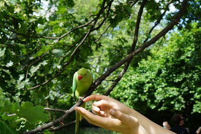 Close-up of hand holding bird on branch