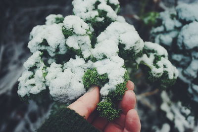 Close-up of hand holding snow covered kale