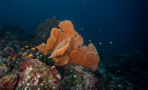 Huge coral in sea