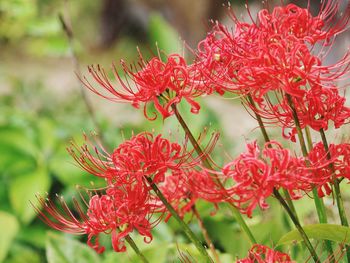 Close-up of red flowers