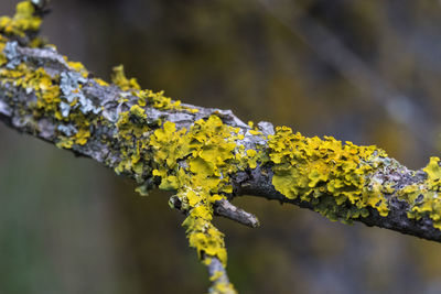 Close-up of lichen on branch