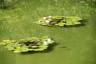 View of lotus water lily in pond