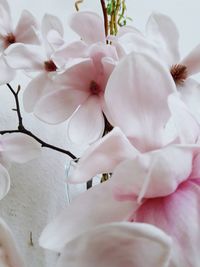 Close-up of white cherry blossom