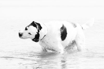 Side view of dog looking away