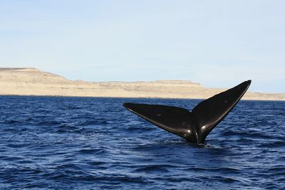 Cropped image of whale swimming in sea against clear sky