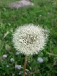 Close-up of dandelion on field