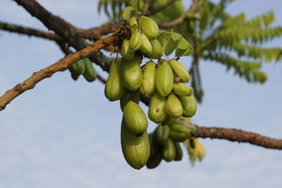 Close-up of fruits growing on tree against sky