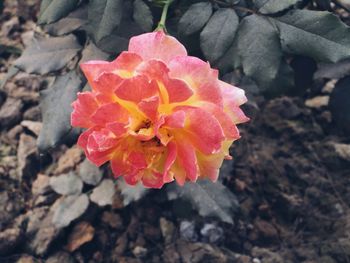 Close-up of flower blooming outdoors