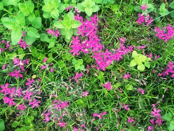 Close-up of pink flowers