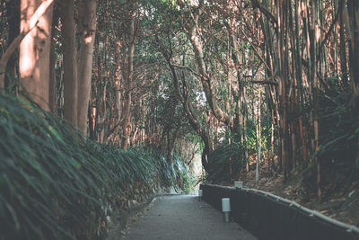 Footpath amidst trees in forest