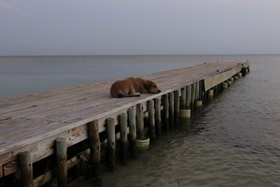 Wooden pier on sea against clear sky