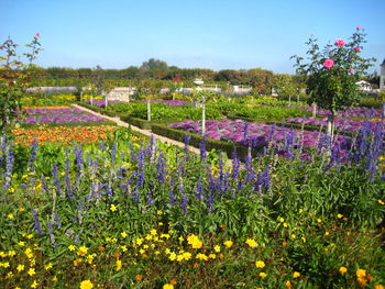 Flowers growing in field