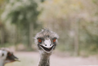 Close-up portrait of a bird