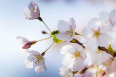 Apple blossoms in spring