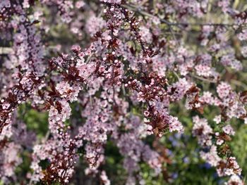 Close-up of pink cherry blossoms in spring