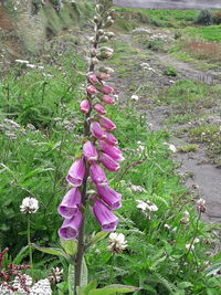 Close-up of pink flowering plants on land