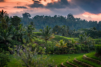 Scenic view of trees on landscape against sky