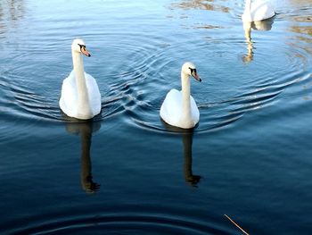 High angle view of swans swimming in lake