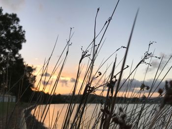 Close-up of grass against sky during sunset