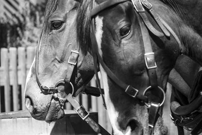 Close-up of horse