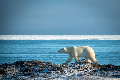 Polar bear lifts paw walking along shoreline