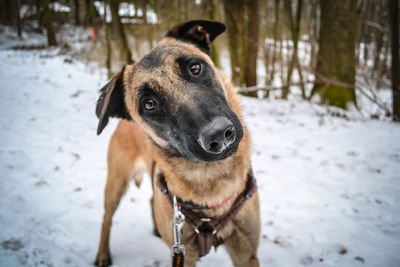 Portrait of dog on snow