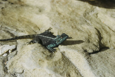 High angle view of insect on rock