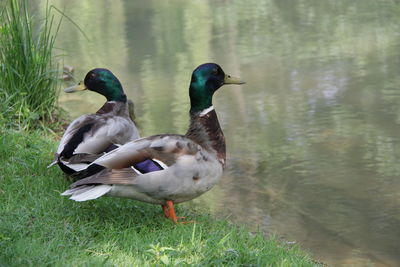 Ducks on a lake