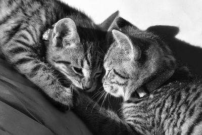 Close-up of kitten relaxing