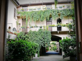 Potted plants against building