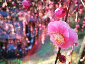 Close-up of pink flowers