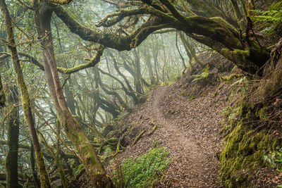 Trees growing in forest