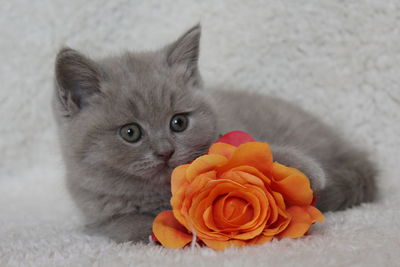 Close-up portrait of kitten on rose