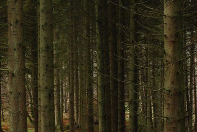 Full frame shot of trees in forest