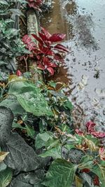 High angle view of wet plant during rainy season