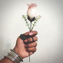 Hand holding flower over white background