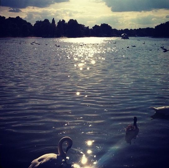 water, animal themes, lake, swimming, bird, reflection, rippled, animals in the wild, wildlife, silhouette, sky, nature, waterfront, duck, tranquility, beauty in nature, tranquil scene, leisure activity