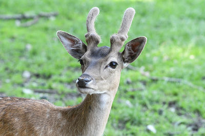 Portrait of deer