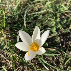 High angle view of white crocus flower on field