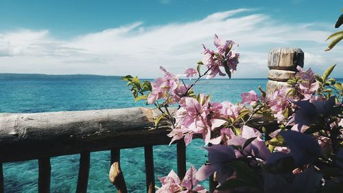 Close-up of flowers in sea