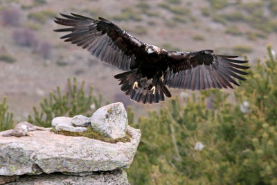 Close-up of eagle flying over rock