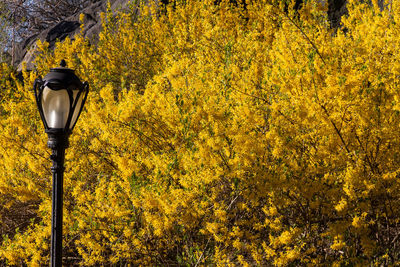 Close-up of illuminated street light and yellow flowers