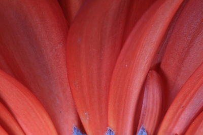 Full frame shot of red flower head