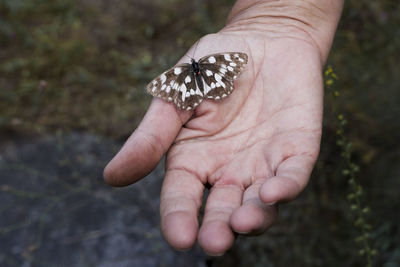 Close-up of butterfly on hand