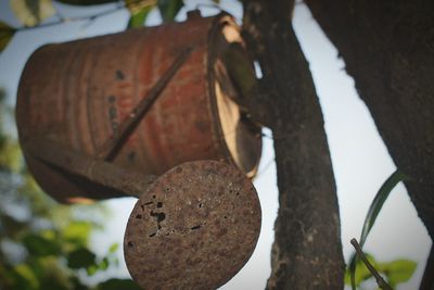 Close-up of rusty tree