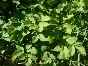 leaf