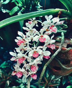 Close-up of flowers on tree