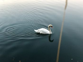 High angle view of swan swimming in lake